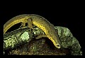 10899-00069-Amphibians-Red Spotted Newt.jpg