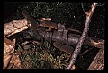 10899-00079-Amphibians-Red Spotted Newt.jpg