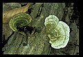 10899-00081-Amphibians-Red Spotted Newt.jpg