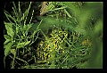 10899-00087-Amphibians-Pickerel Frog, Rana Palustria.jpg