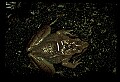 10899-00094-Amphibians-Wood Frog, Rana sylvatica.jpg