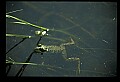 10899-00097-Amphibians-Bullfrog, Rana catesbeliana.jpg