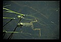 10899-00099-Amphibians-Bullfrog, Rana catesbeliana.jpg