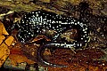 1-6-07-00173 Slimey Salamander.jpg