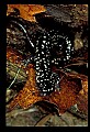 10900-00001-Slimy Salamander.jpg