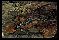 10900-00003-Slimy Salamander.jpg