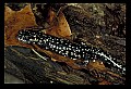 10900-00004-Slimy Salamander.jpg