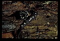 10900-00005-Slimy Salamander.jpg