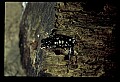 10900-00006-Slimy Salamander.jpg