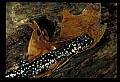 10900-00008-Slimy Salamander.jpg