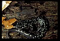 10900-00009-Slimy Salamander.jpg