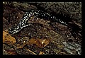 10900-00010-Slimy Salamander.jpg