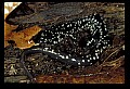 10900-00011-Slimy Salamander.jpg