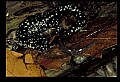 10900-00014-Slimy Salamander.jpg