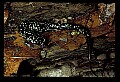 10900-00015-Slimy Salamander.jpg