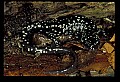 10900-00019-Slimy Salamander.jpg