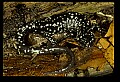 10900-00020-Slimy Salamander.jpg