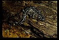 10900-00021-Slimy Salamander.jpg