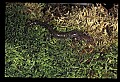 10901-00006-Cheat Mountain Salamander-Endangered.jpg