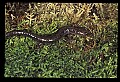 10901-00009-Cheat Mountain Salamander-Endangered.jpg