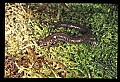10901-00012-Cheat Mountain Salamander-Endangered.jpg
