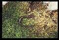 10901-00014-Cheat Mountain Salamander-Endangered.jpg