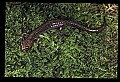 10901-00019-Cheat Mountain Salamander-Endangered.jpg