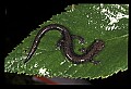 10901-00022-Cheat Mountain Salamander-Endangered.jpg