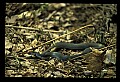 10954-00001-Snakes-All.jpg
