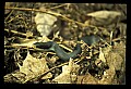 10954-00002-Snakes-All.jpg