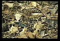 10954-00003-Snakes-All.jpg