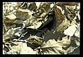 10954-00004-Snakes-All.jpg