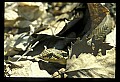 10954-00005-Snakes-All.jpg