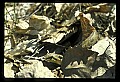 10954-00007-Snakes-All.jpg