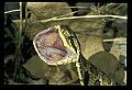 10954-00008-Snakes-All.jpg