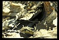 10954-00009-Snakes-All.jpg