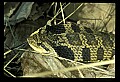 10954-00011-Snakes-All.jpg