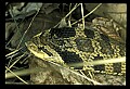 10954-00012-Snakes-All.jpg