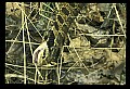 10954-00014-Snakes-All.jpg