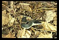 10954-00015-Snakes-All.jpg