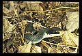 10954-00016-Snakes-All.jpg