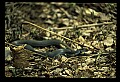 10954-00017-Snakes-All.jpg
