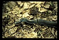 10954-00018-Snakes-All.jpg