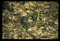 10954-00020-Snakes-All.jpg