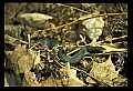 10954-00021-Snakes-All.jpg