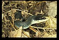 10954-00022-Snakes-All.jpg