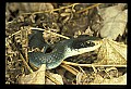10954-00023-Snakes-All.jpg