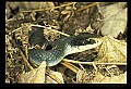 10954-00024-Snakes-All.jpg
