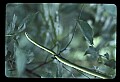 10954-00025-Snakes-All.jpg