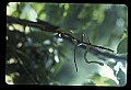10954-00026-Snakes-All.jpg